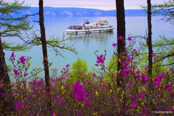 баргузинский багульник