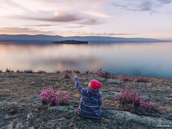 цветение багульника на байкале