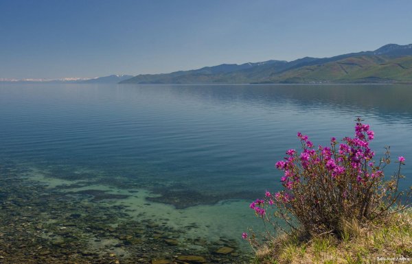 баргузинский багульник