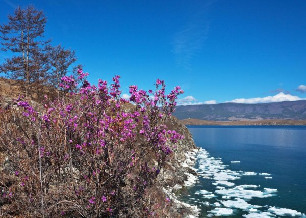 цветение багульника на байкале
