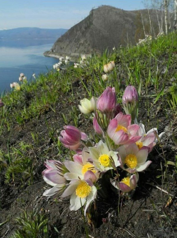 прострел сон трава