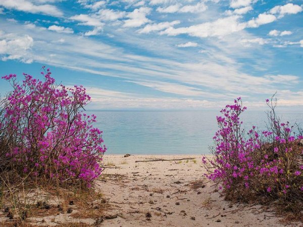 цветение багульника на байкале