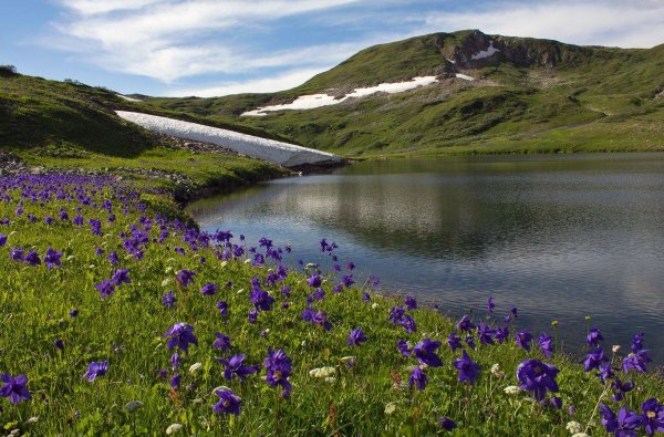 альпийские луга баргузинского заповедника