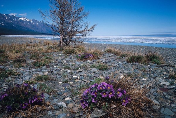 лютики степные растения хакасии