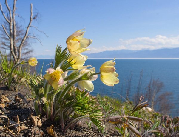 подснежники якутии