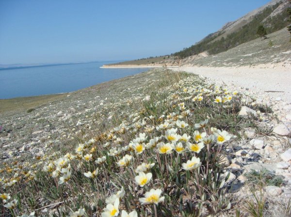 крымский эдельвейс цветок