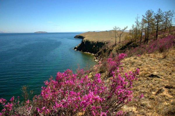 багульник на байкале