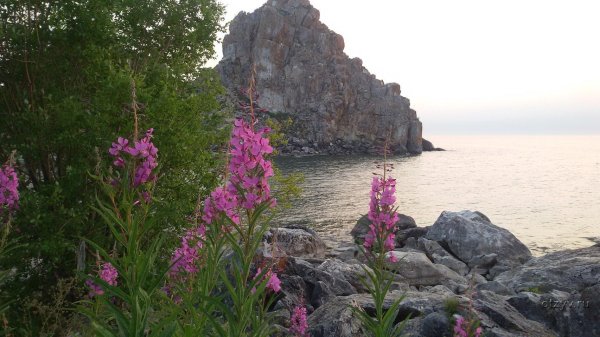 кипрей иван чай