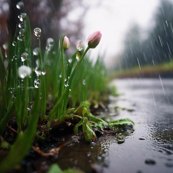 весенние дожди