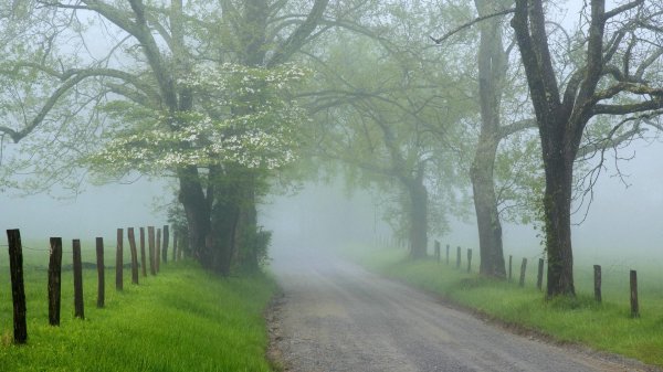 foggy countryside road with bushes
