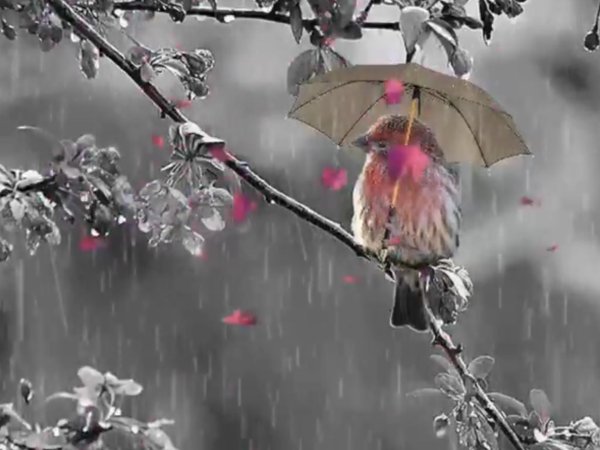 птицы в дождливом лесу