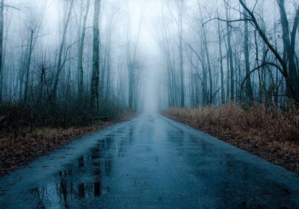 лес туманный