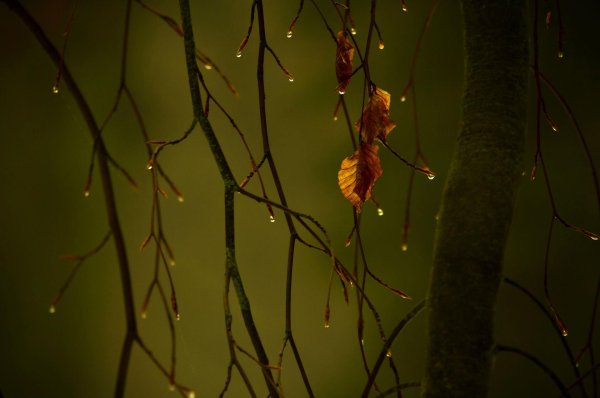 осень грусть