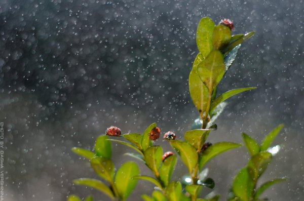 весенние дожди