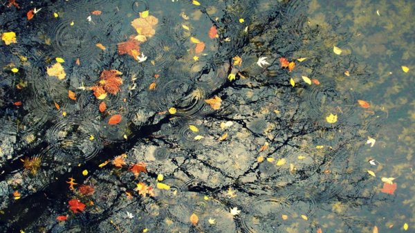 дождливая осень