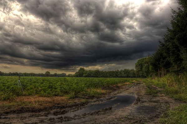 пасмурное поле
