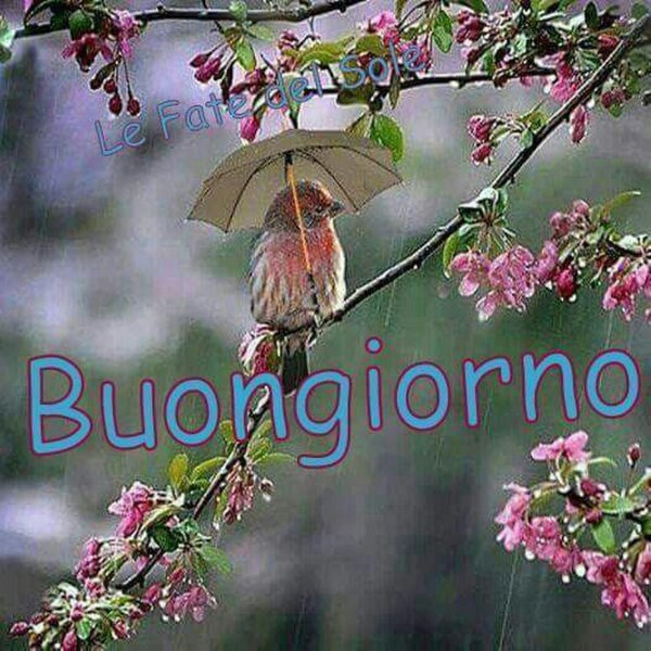 утро доброе дождливое