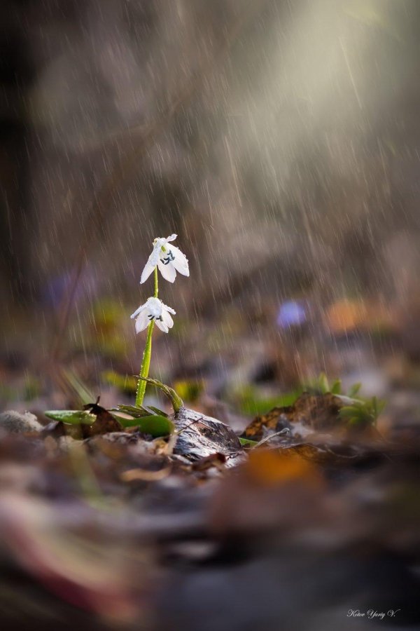 подснежники капельки