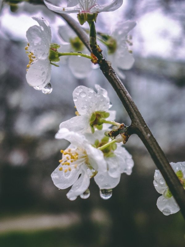 весенние дожди