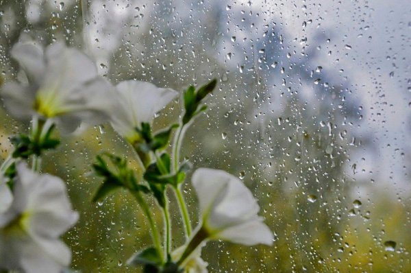 цветы после дождя