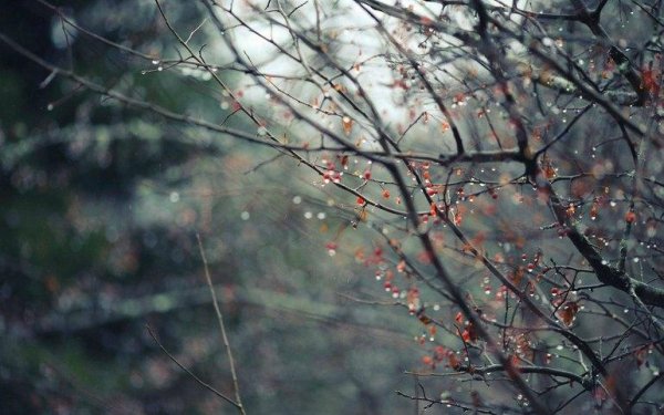 дождливая весна