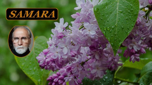 сирень обыкновенная