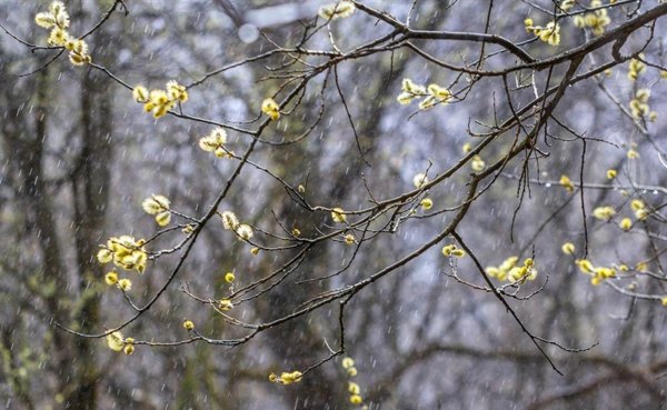 цветущая верба куст