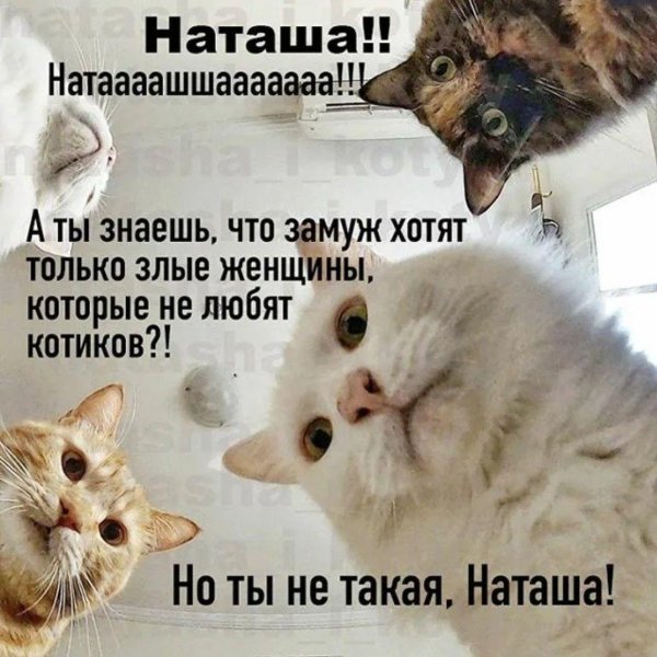 коты наташ