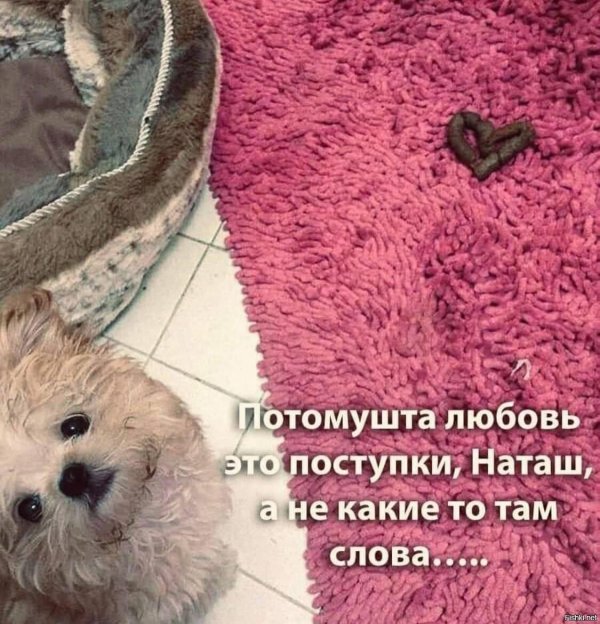 собачка милая