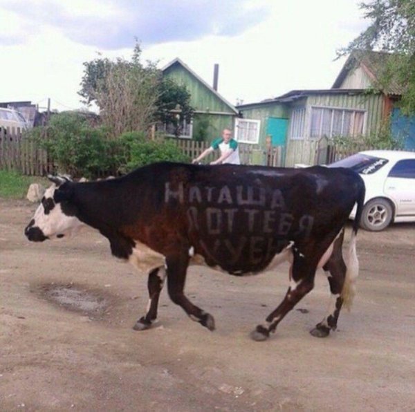 бык деревенский