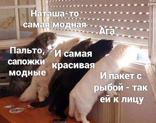 приколы про наташу и котов