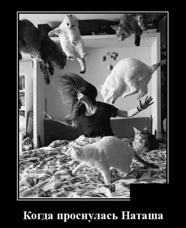 коты наташ