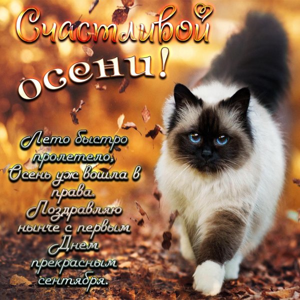кот осени