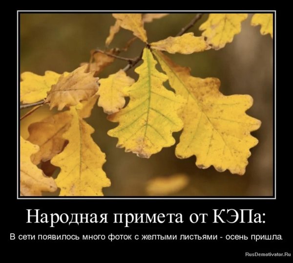 дуб черешчатый осенью