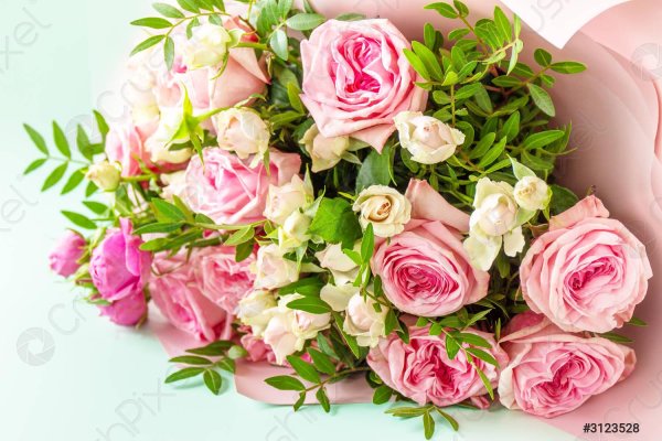 розовая роза