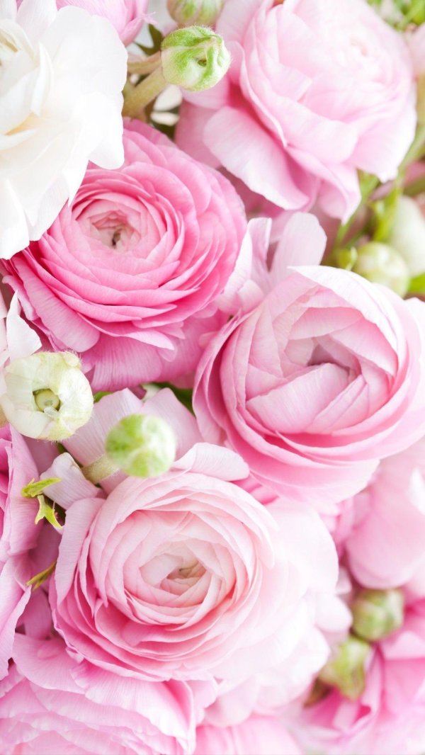 ранункулюс пионовидный лютик