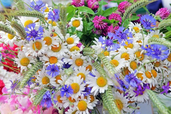 ромашки и васильки