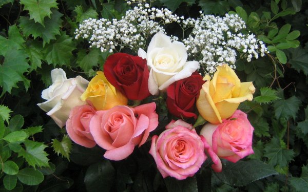 красивая букет