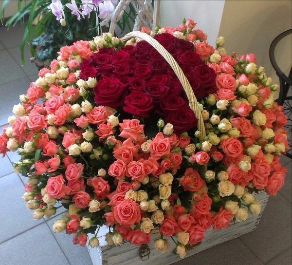 101 кустовая роза