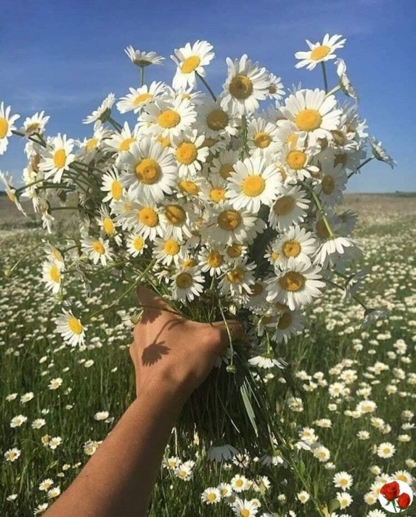 ромашка в поле