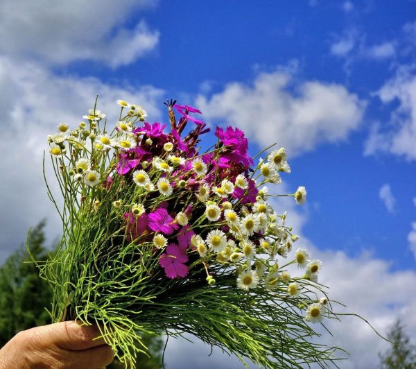 цветок полевой