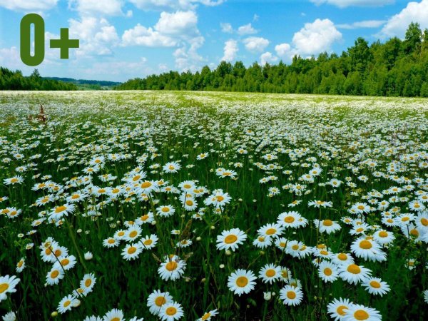 шапсугская ромашковая поляна