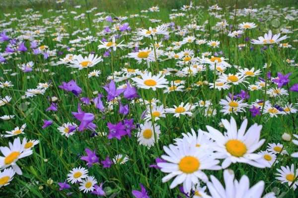 ромашковое поле
