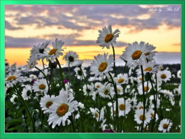 ромашковое поле