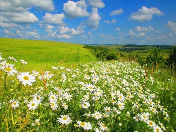 ромашковая поляна абинский район