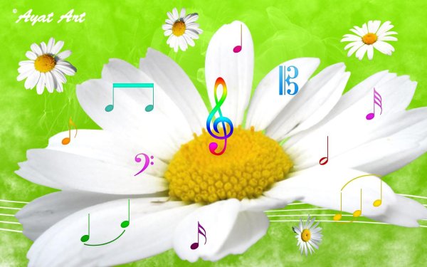 ромашка цветки