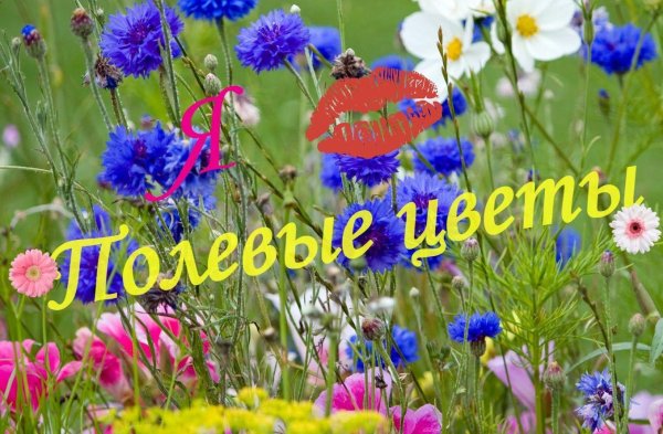 цветок полевой