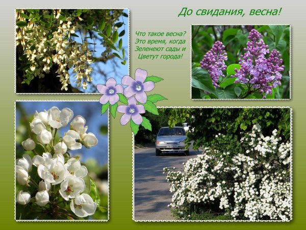 белая акация