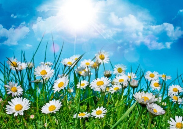 ромашковое поле