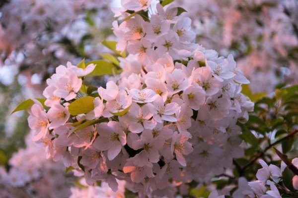 яблоня цветки